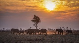 Seba - Elephant family at sunset Seba - Elephant family at sunset